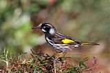 New Holland Honeyeaterborder=